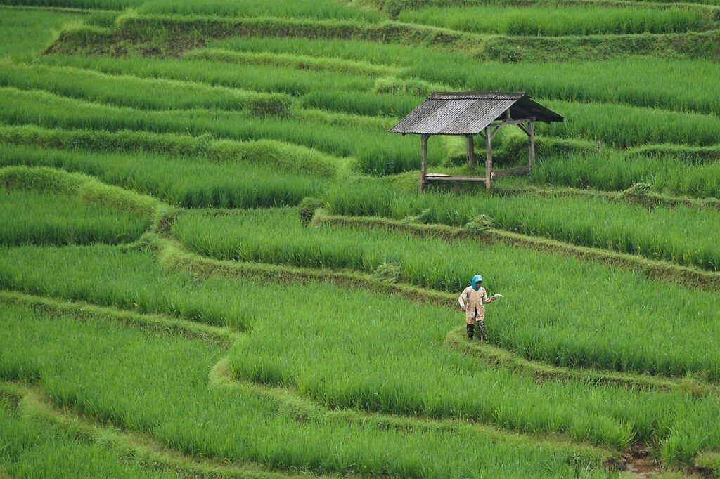Image of rice field